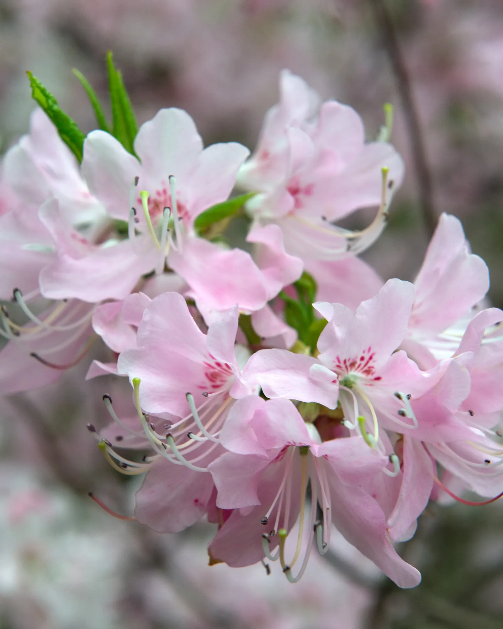 Blue Rhododendron (Rhododendron Augustinii) — Annual mulching with pine needles or bark can help maintain soil moisture and temperature; the flowers are