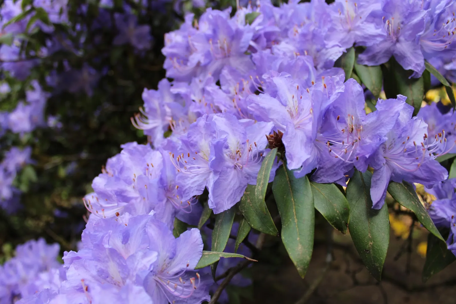 Blue Rhododendron (Rhododendron Augustinii) — This species typically reaches a height of 3 to 6 feet and spreads up to 4 to 5 feet
