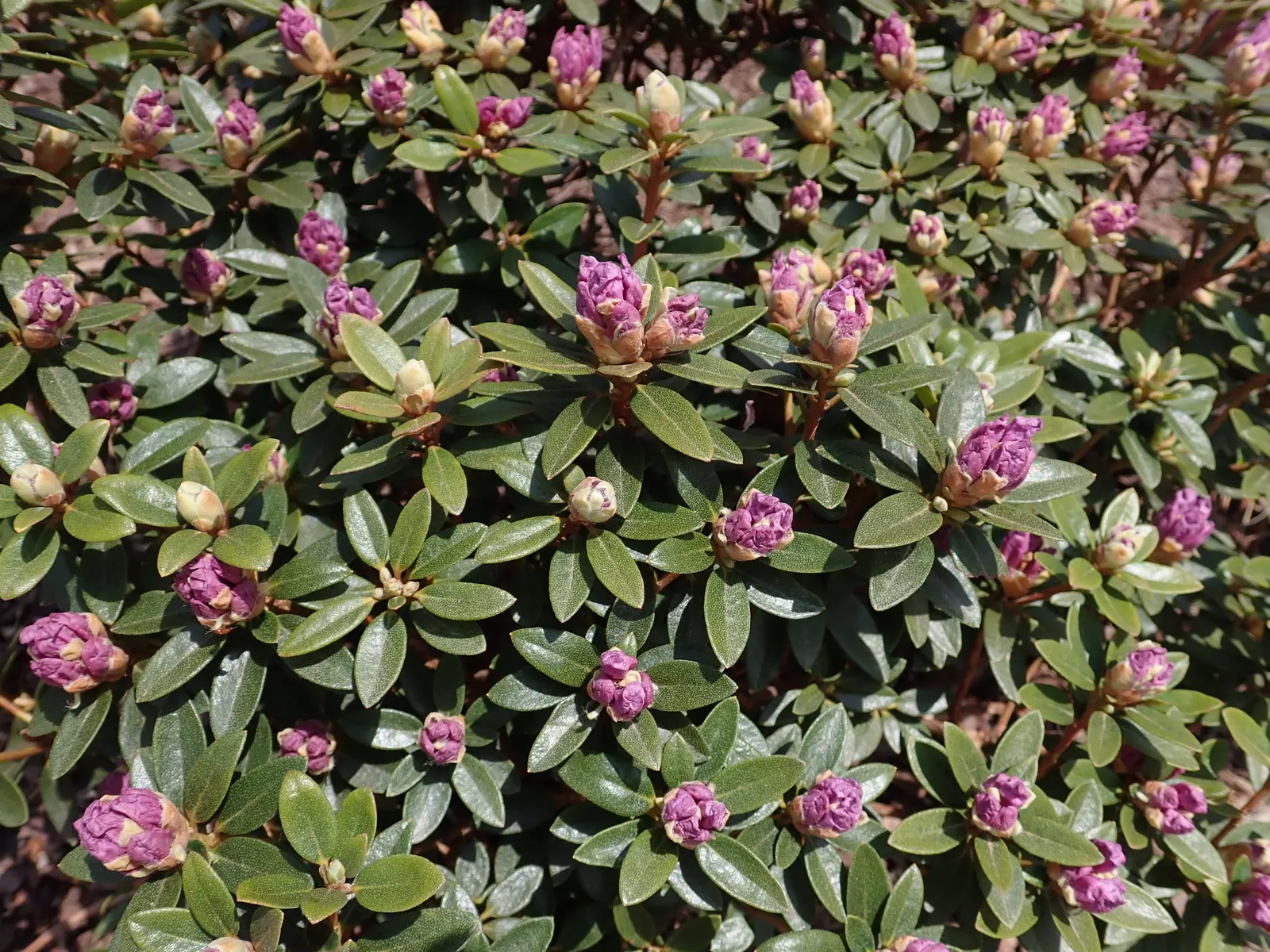 Blue Rhododendron (Rhododendron Augustinii) — with a captivating shade of blue to lilac and occasionally marked with darker spots in the throat