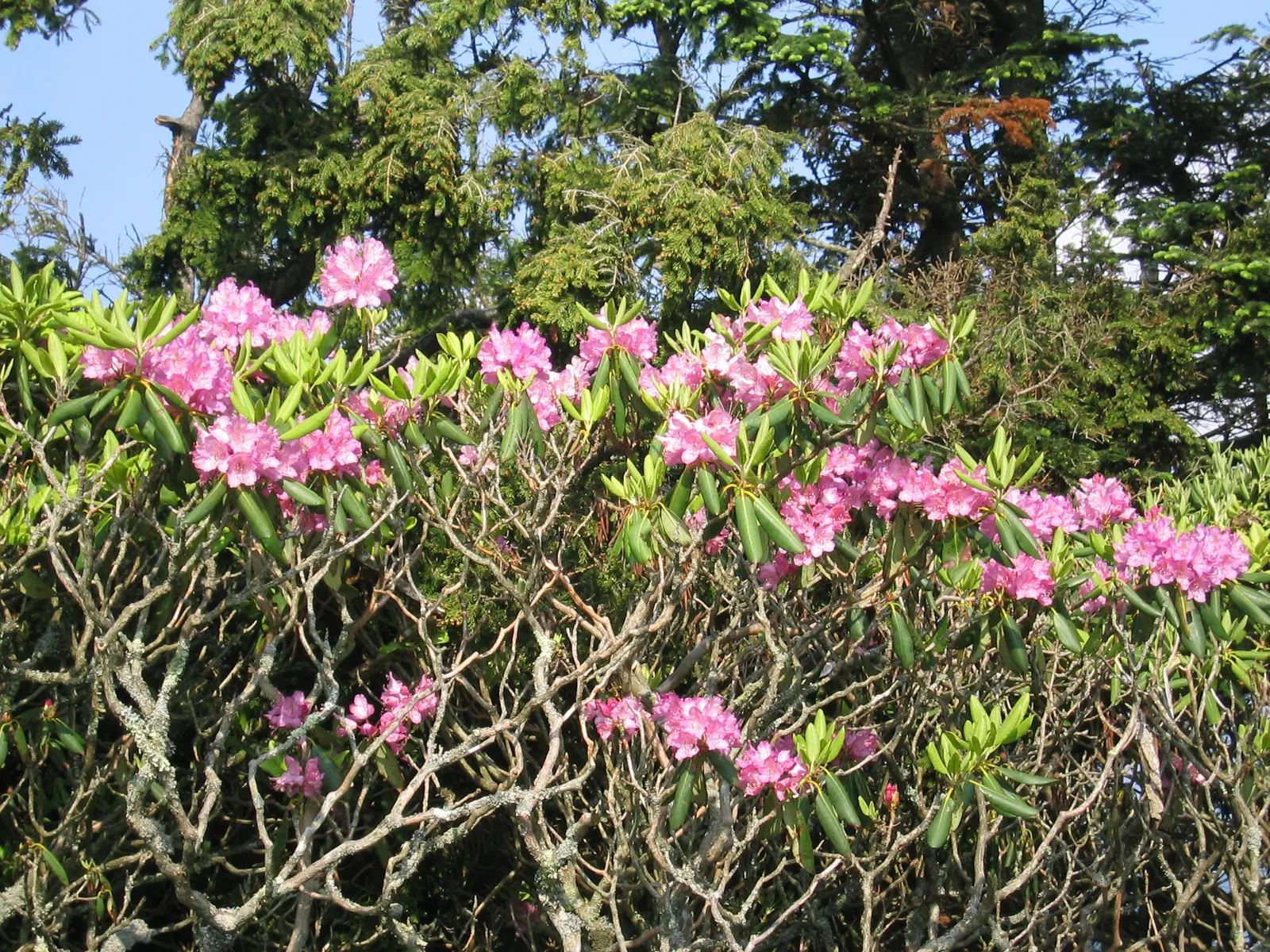 Blue Rhododendron (Rhododendron Augustinii) — Thriving in partial shade, it reaches 4-6 feet in height and width