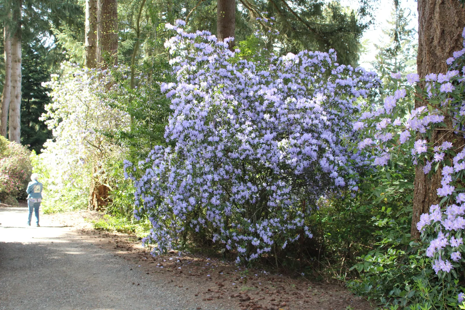 Blue Rhododendron (Rhododendron Augustinii) — making it suitable for a variety of temperate regions