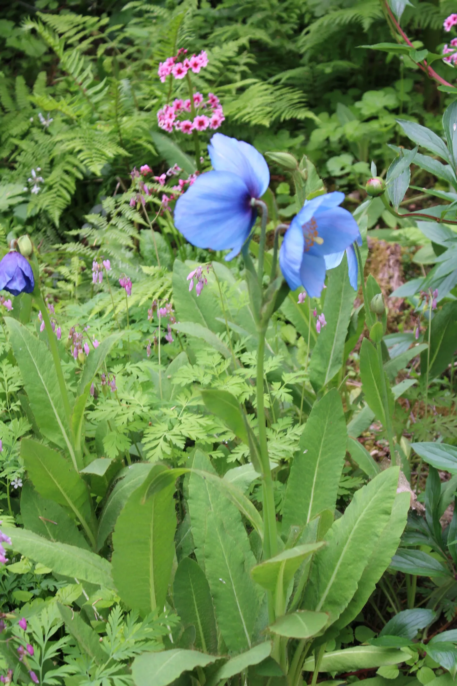 Blue Rhododendron (Rhododendron Augustinii) — Regular watering is needed, especially in the warmer months, but care should be taken to avoid soggy soil