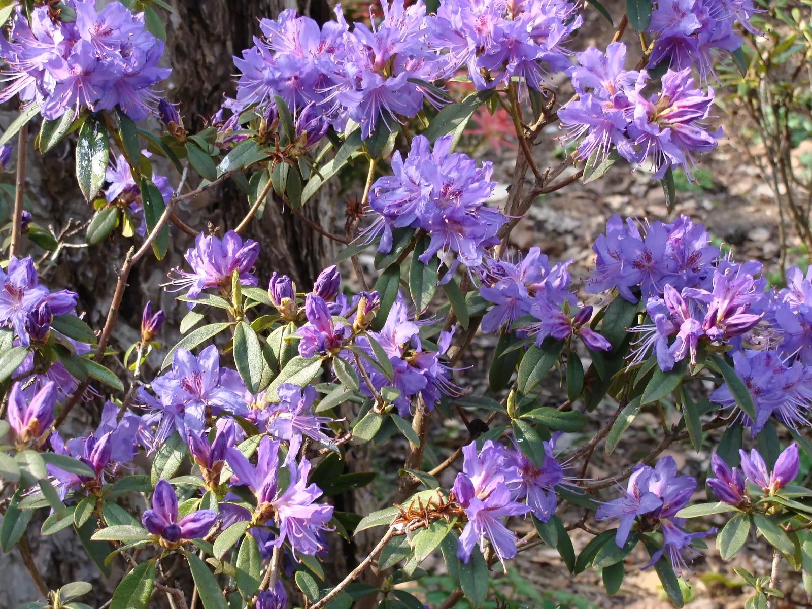 Blue Rhododendron (Rhododendron Augustinii) — augustinii is its blooms, which emerge in mid to late spring; annual mulching with pine needles or, image 70