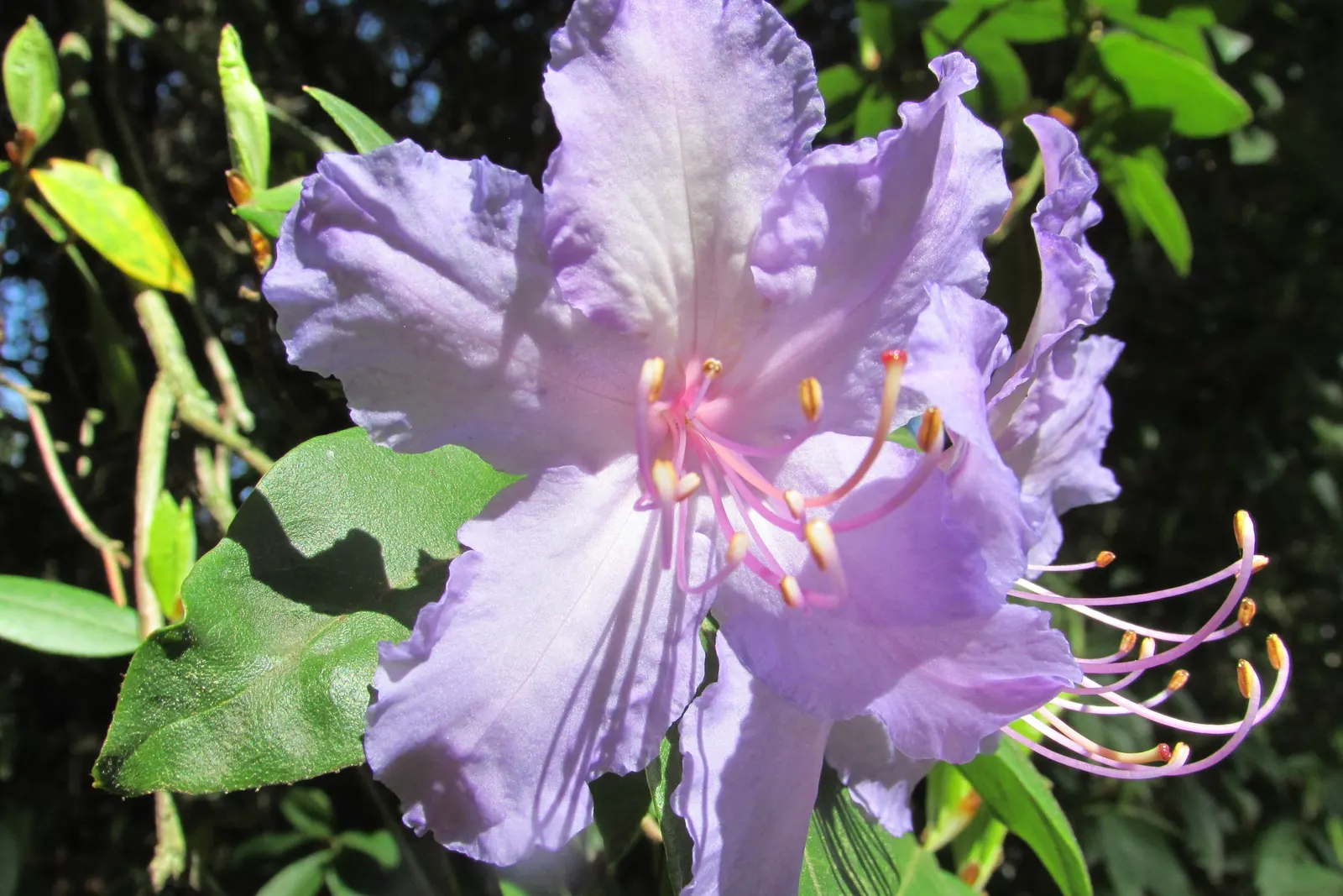 Blue Rhododendron (Rhododendron Augustinii) — Perfect for woodland gardens, its spring bloom adds a serene splash of color; it's resilient down to, image 62