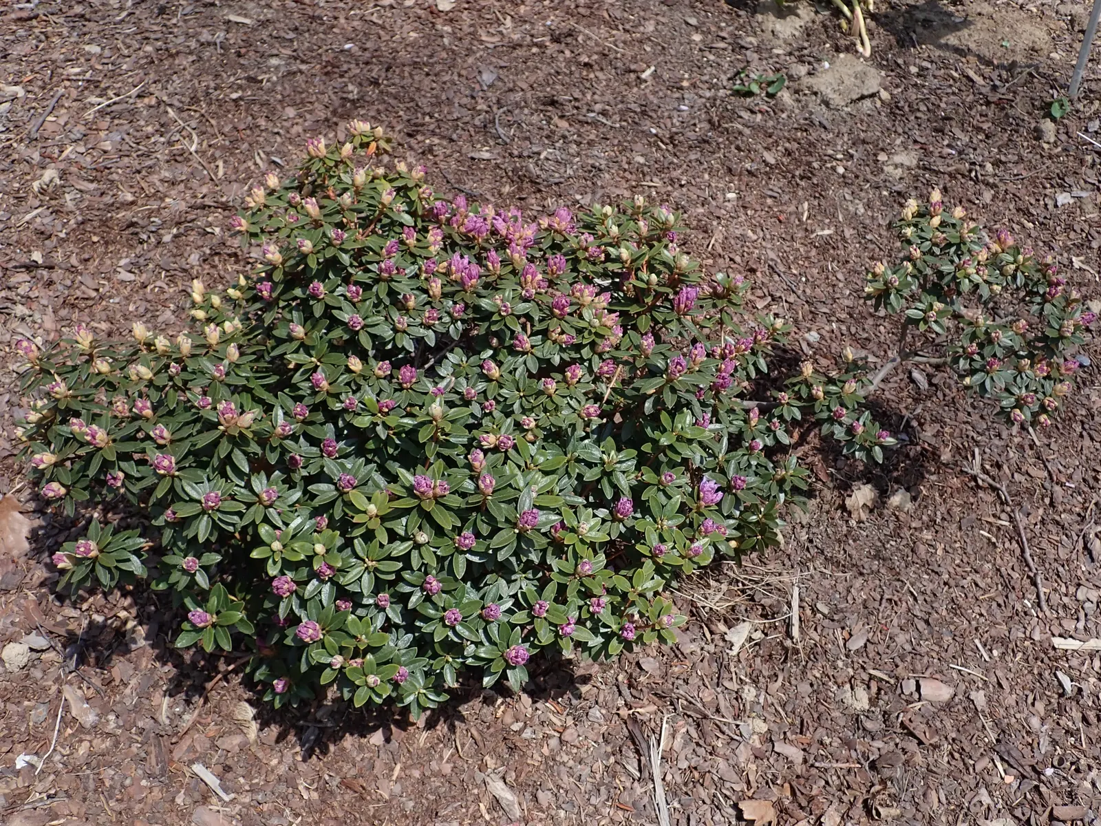 Blue Rhododendron (Rhododendron Augustinii) — making it a versatile shrub for foundation plantings; this species typically reaches a height of 3 to 6 feet and