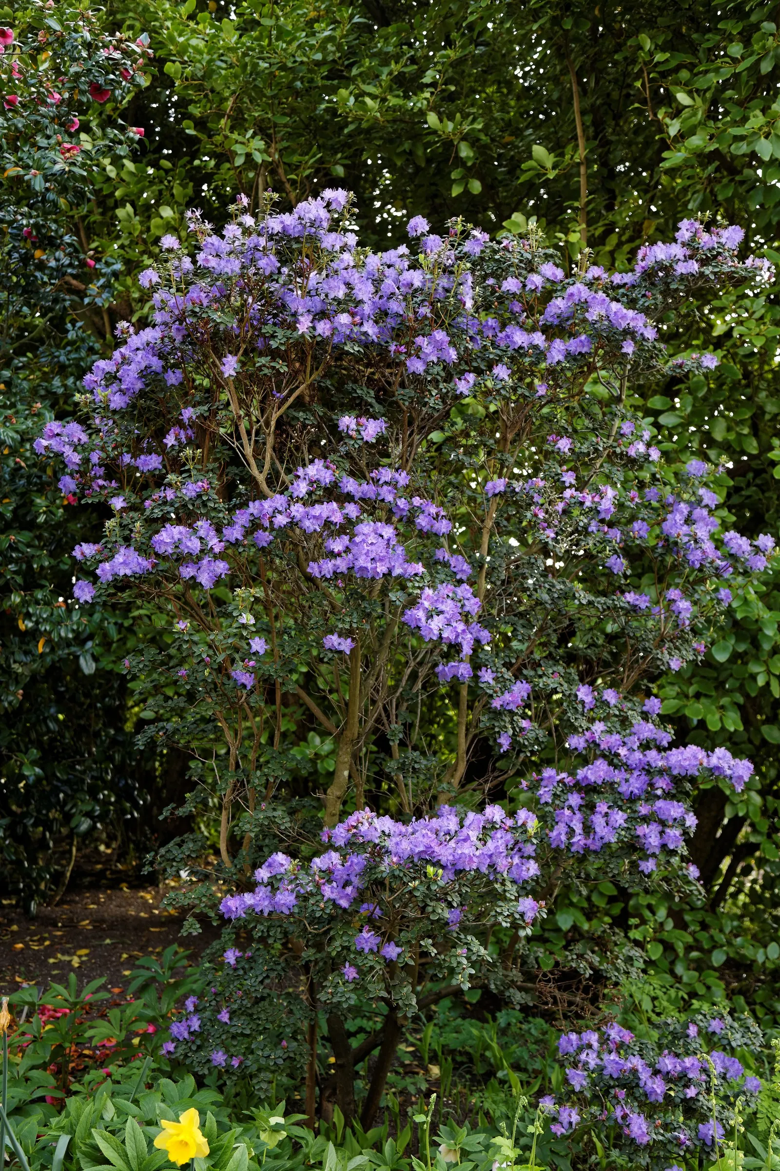 Blue Rhododendron (Rhododendron Augustinii) — Perfect for woodland gardens, its spring bloom adds a serene splash of color; it's resilient down to temperatures