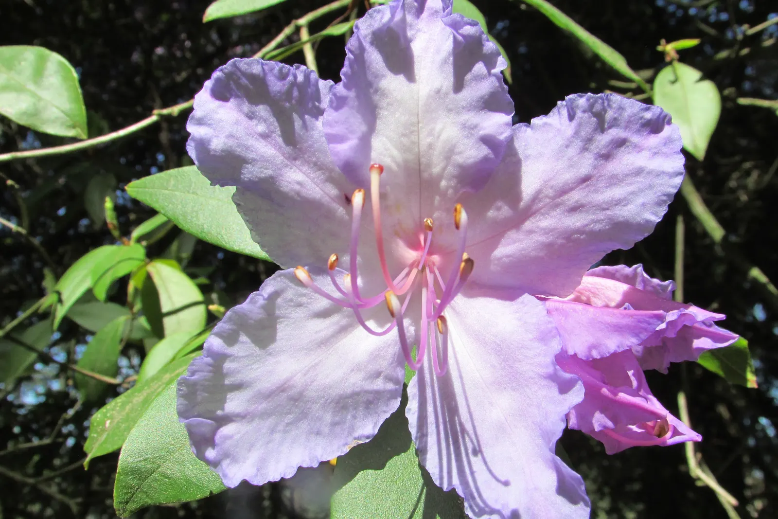 Blue Rhododendron (Rhododendron Augustinii) — The flowers are tubular to bell-shaped; prized for its clusters of vibrant blue to lavender flowers