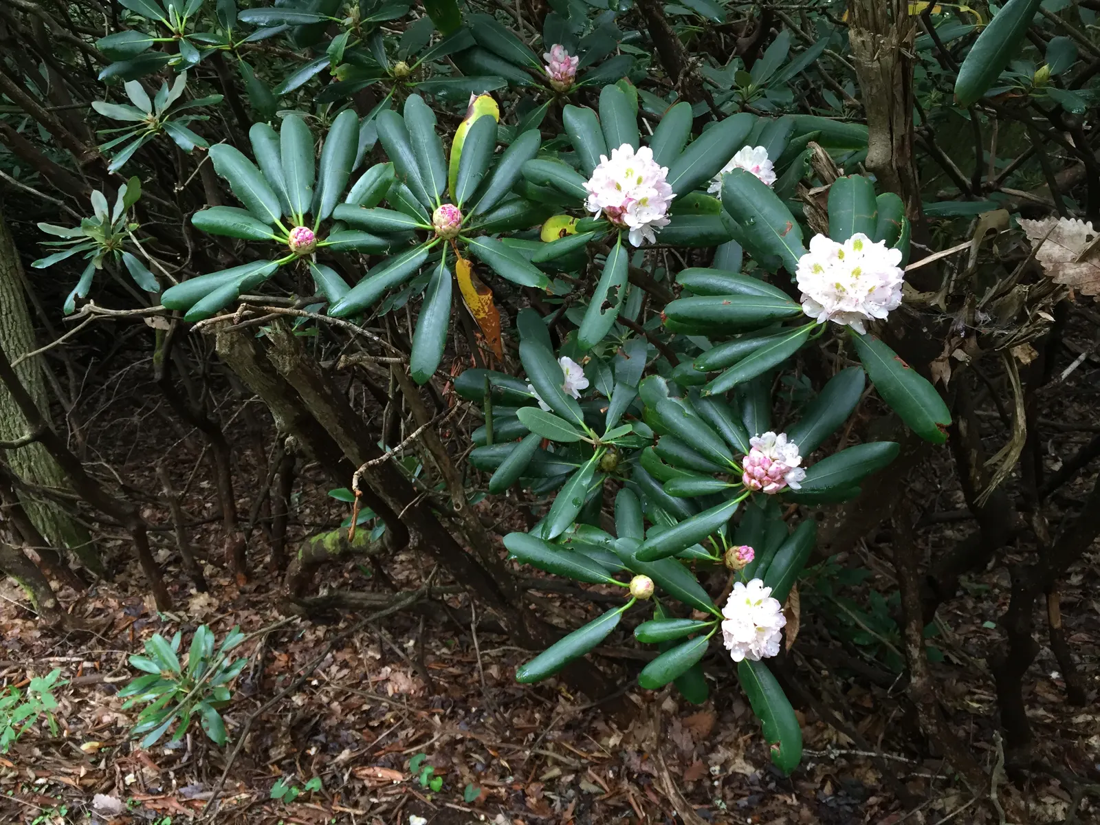 Blue Rhododendron (Rhododendron Augustinii) — scientifically known as Rhododendron augustinii; making it a versatile shrub for foundation plantings, image 64