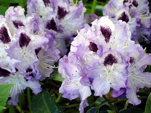 Blue Rhododendron (Rhododendron Augustinii) — renowned for its striking floral display and attractive foliage; while providing the acidic, image 66