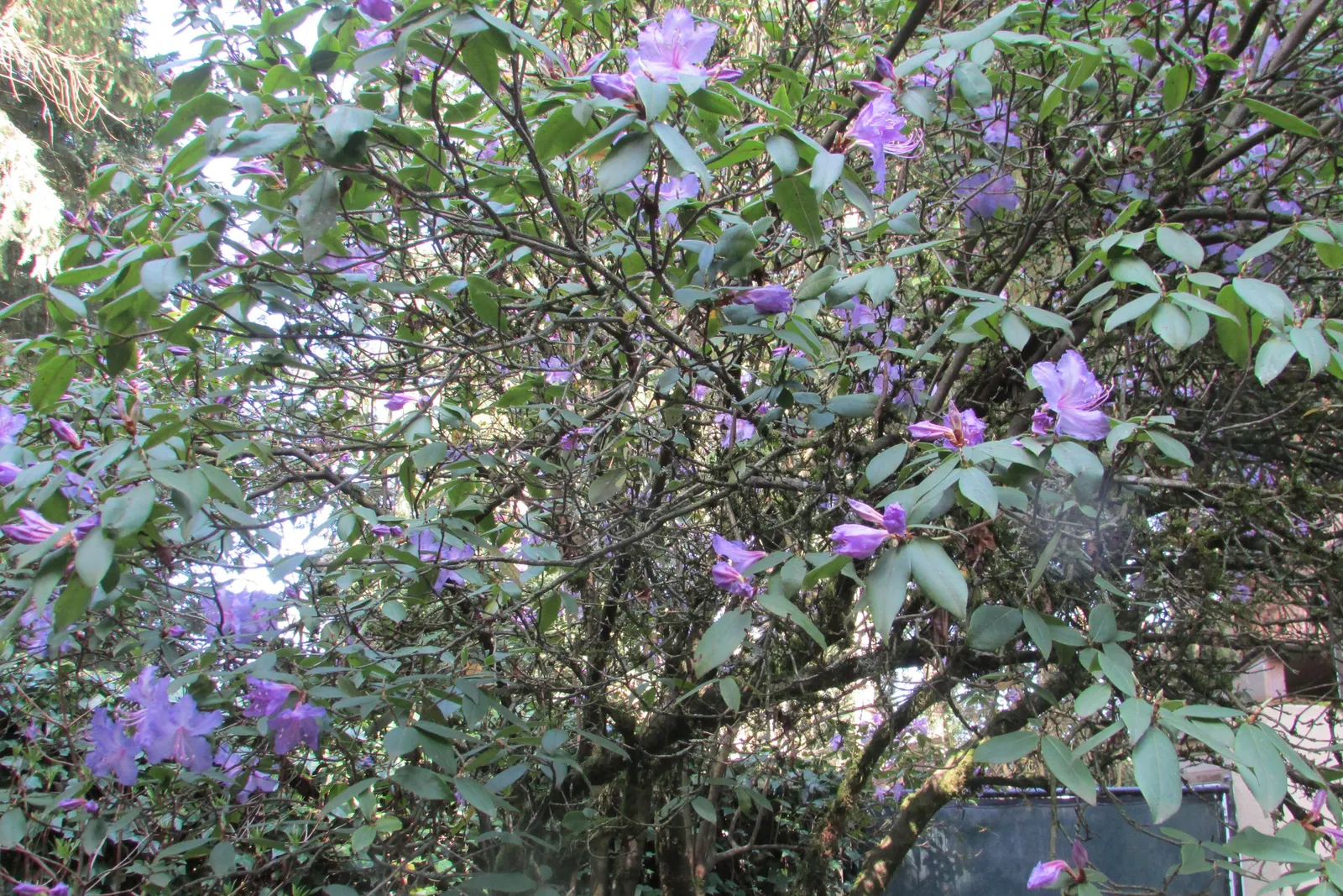 Blue Rhododendron (Rhododendron Augustinii) — setting it apart from other Rhododendron varieties