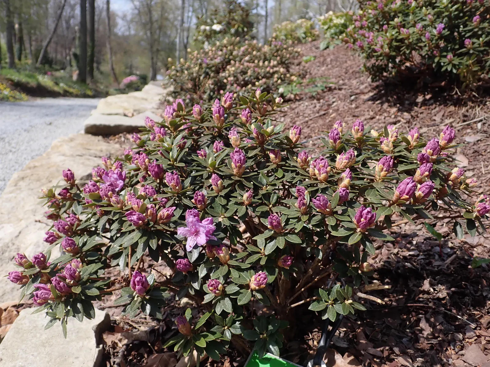 Blue Rhododendron (Rhododendron Augustinii) — or as a specimen plant.<br><br>One of the most enchanting aspects of R