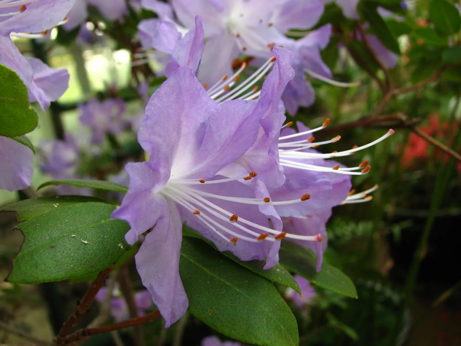 Blue Rhododendron (Rhododendron Augustinii) — with a captivating shade of blue to lilac and occasionally marked with darker spots in the throat; renowned for