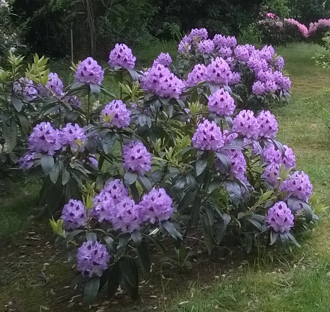 Blue Rhododendron (Rhododendron Augustinii) — the Blue Rhododendron prefers partial shade; with a captivating shade of blue to lilac and occasionally marked