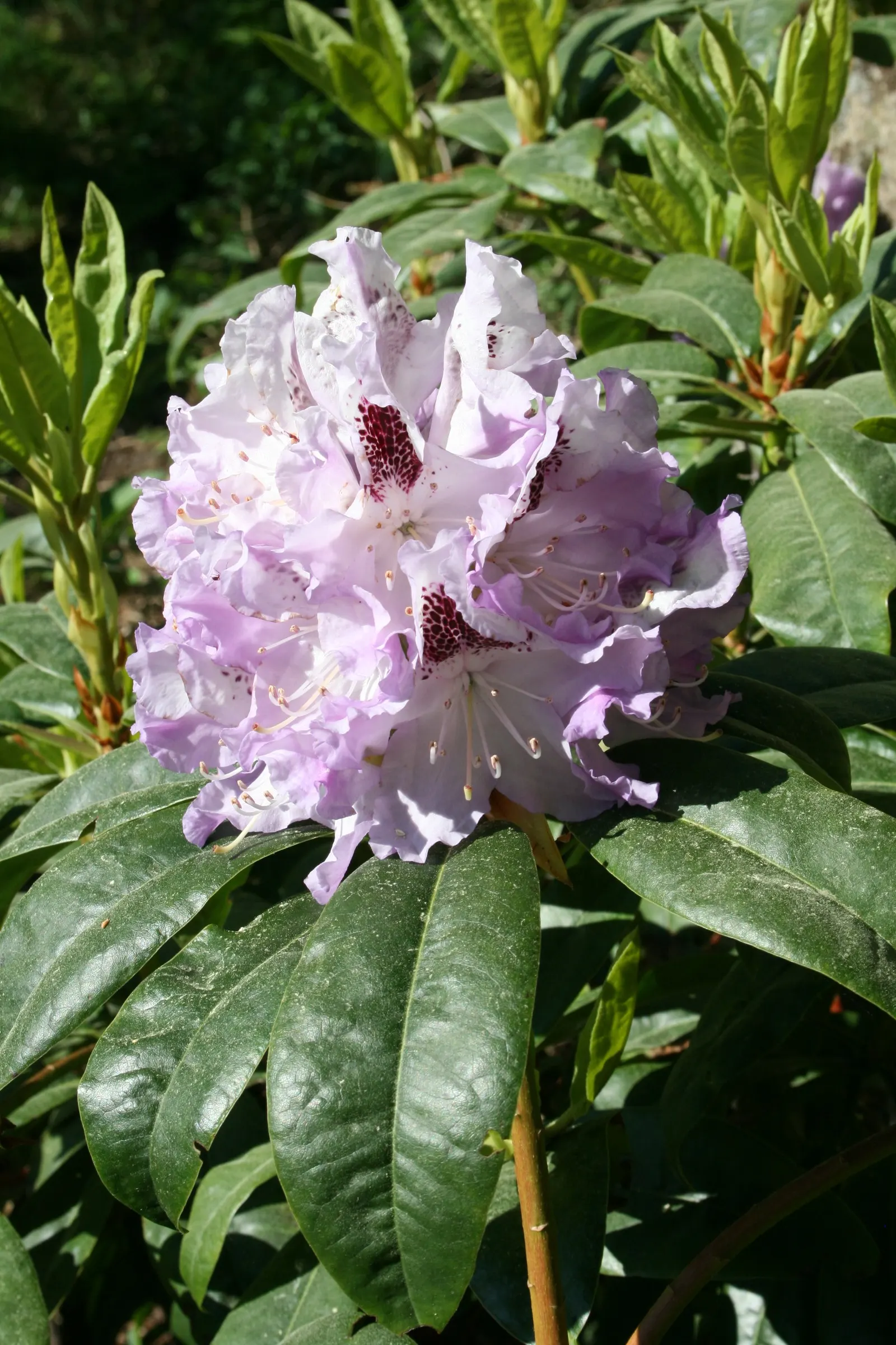 Blue Rhododendron (Rhododendron Augustinii) — is a highly esteemed addition to any landscape; with a length of about 2 to 4 inches and a deep, image 65