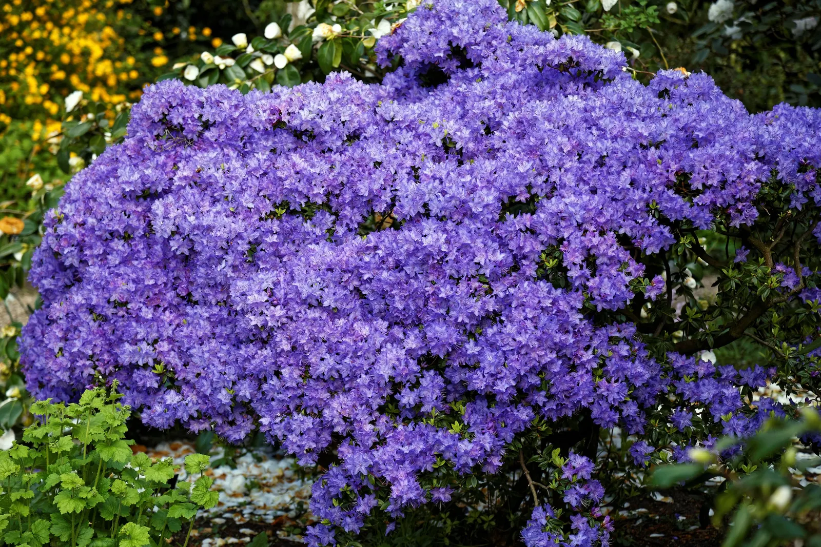 Blue Rhododendron (Rhododendron Augustinii) — Preferring acidic, well-drained soil, this evergreen is hardy in USDA zones 7-9; these evergreen leaves offer