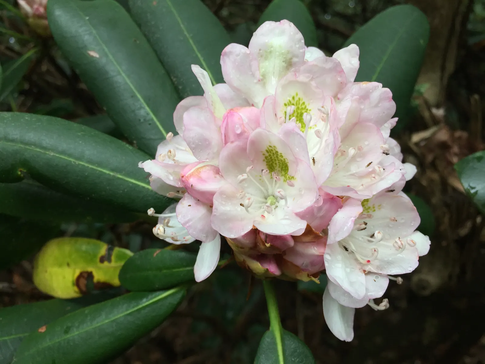 Blue Rhododendron (Rhododendron Augustinii) — Each truss can carry between 10 to 15 blooms; regular watering is needed, especially in the warmer, image 74