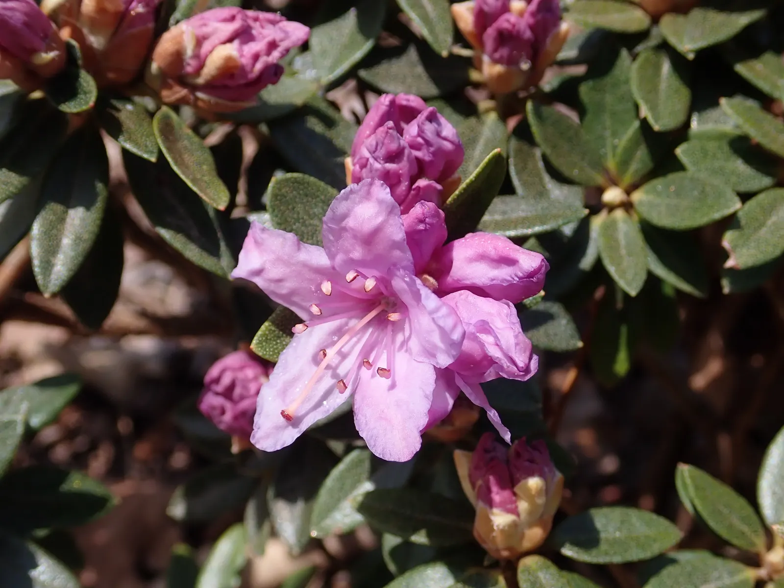 Blue Rhododendron (Rhododendron Augustinii) — Each truss can carry between 10 to 15 blooms; regular watering is needed, especially in the warmer months, but