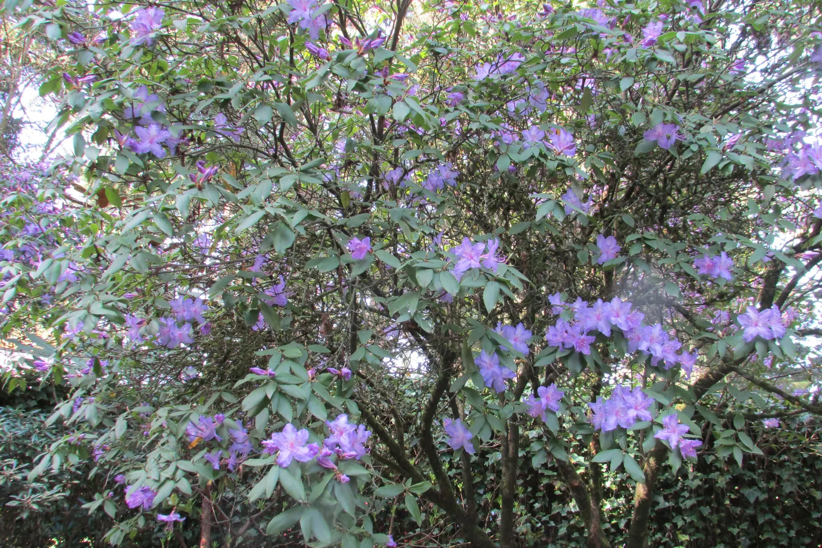 Blue Rhododendron (Rhododendron Augustinii) — scientifically known as Rhododendron augustinii; making it a versatile shrub for foundation plantings