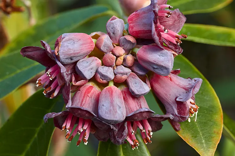 Blue Rhododendron (Rhododendron Augustinii) — prized for its clusters of vibrant blue to lavender flowers; perfect for woodland gardens, its spring, image 59