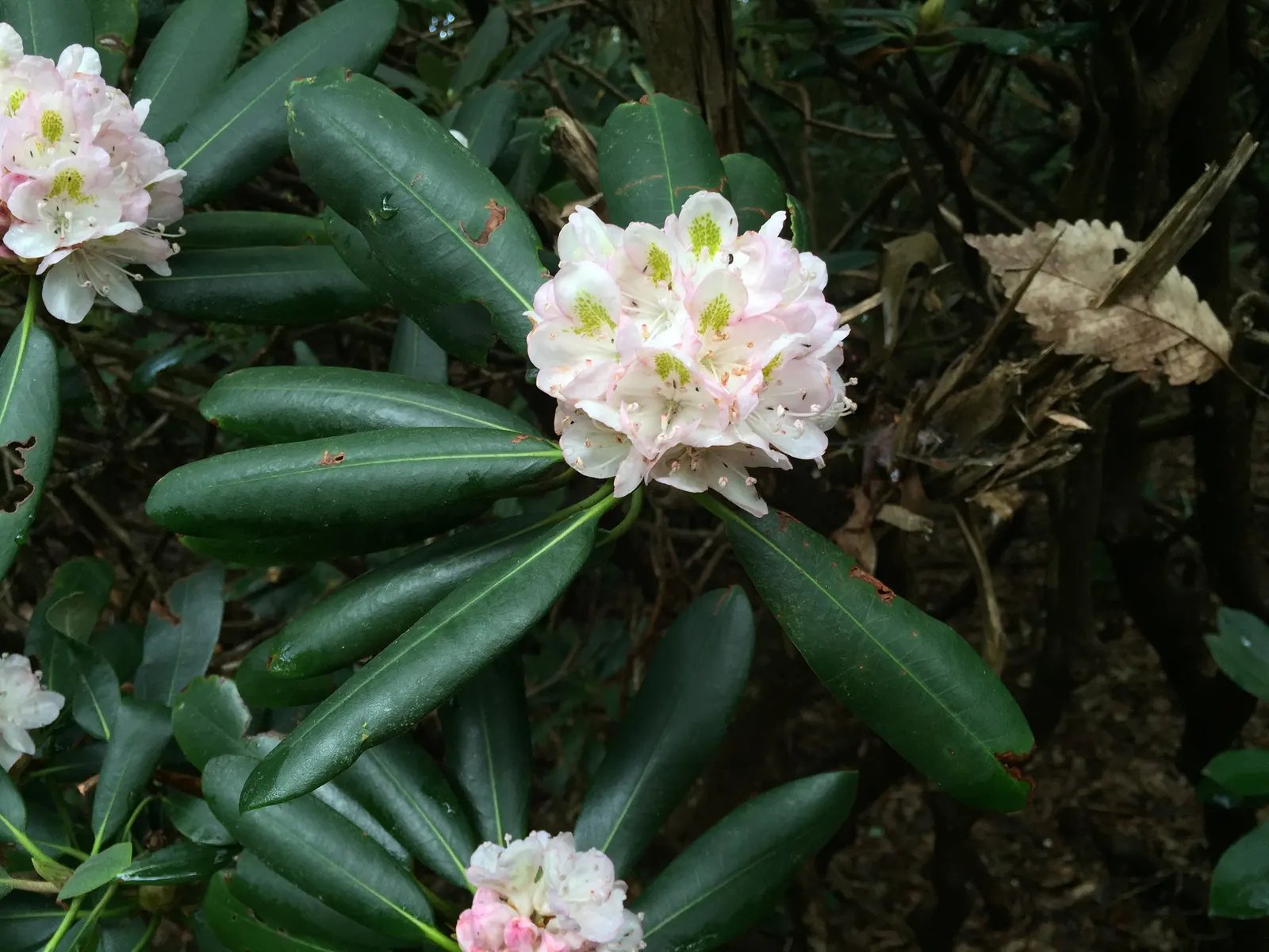 Blue Rhododendron (Rhododendron Augustinii) — or as a specimen plant.<br><br>One of the most enchanting aspects of R; each truss can carry between 10 to 15