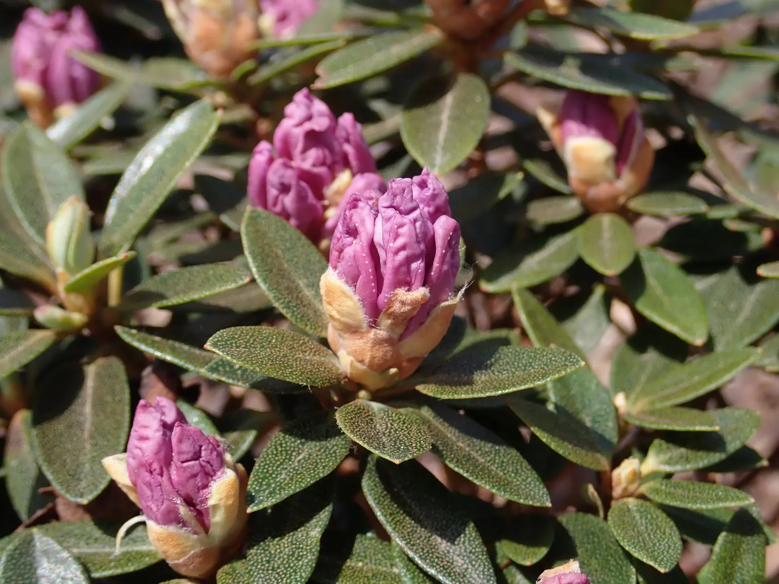 Blue Rhododendron (Rhododendron Augustinii) — Regular watering and protection from harsh winds will keep it flourishing