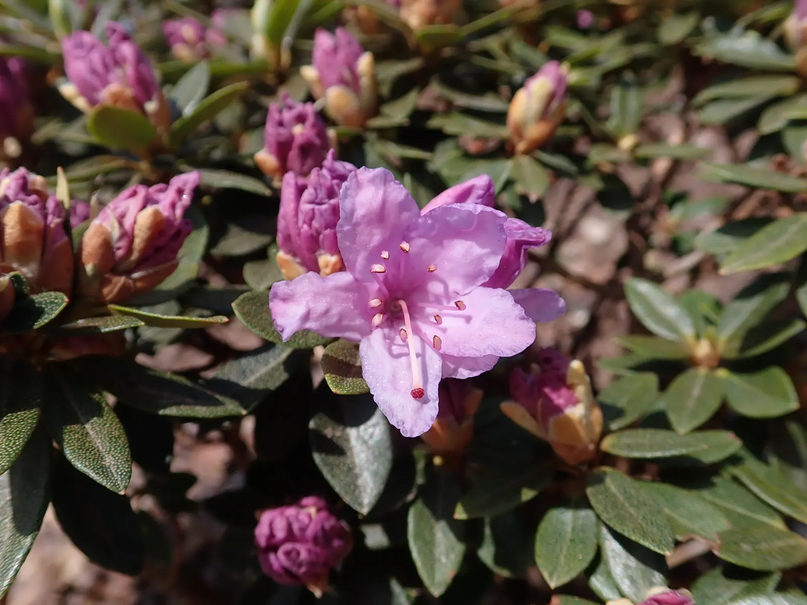 Blue Rhododendron (Rhododendron Augustinii) — shrub with blue and lavender blooms