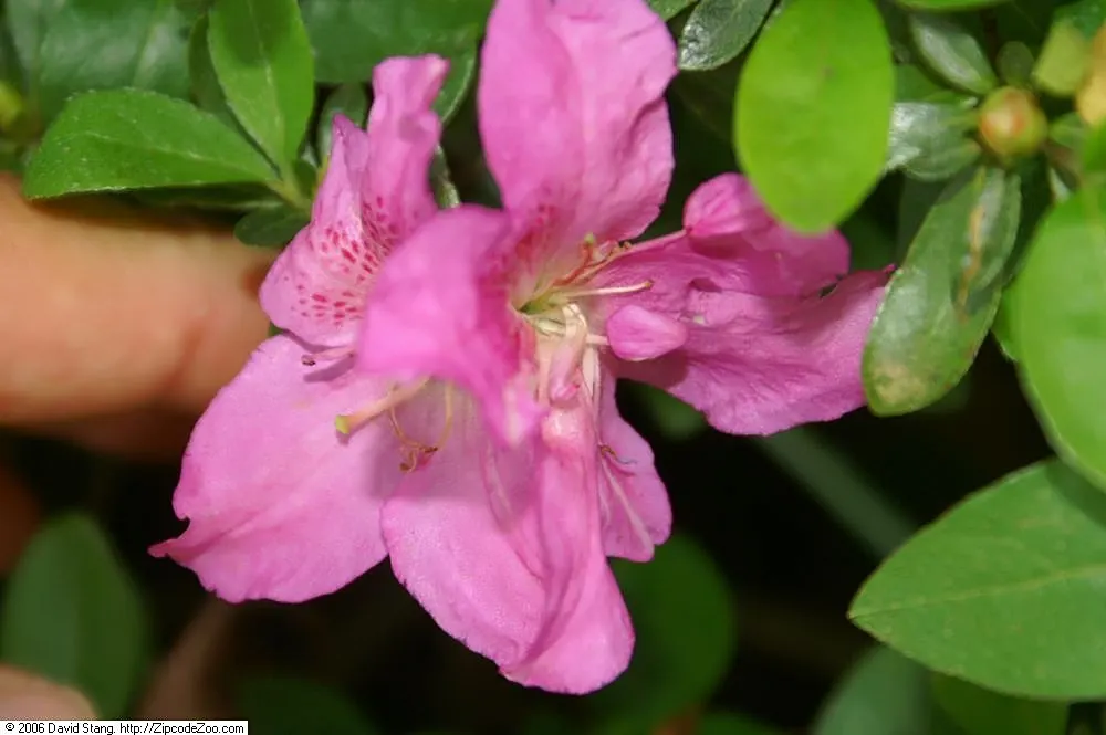 Blue Rhododendron (Rhododendron Augustinii) — while providing the acidic conditions this rhododendron favors.<br><br>When designing with R; though it can