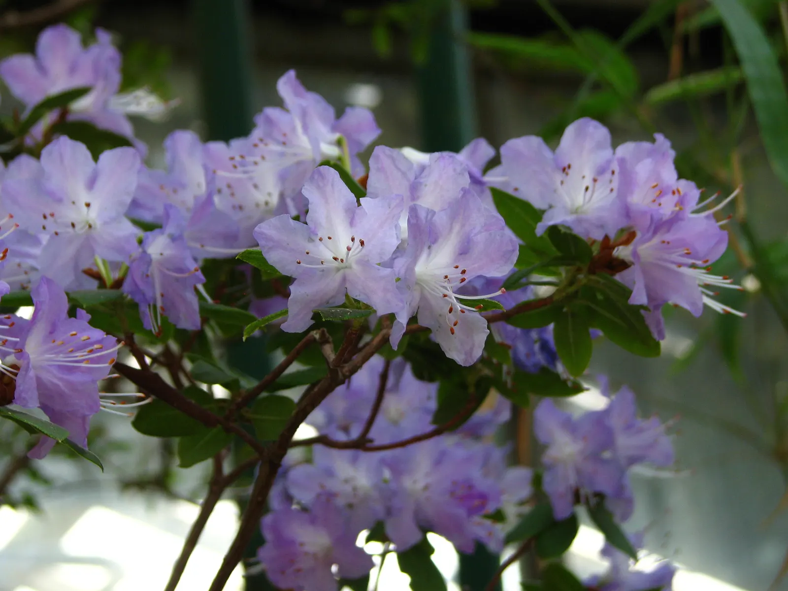 Blue Rhododendron (Rhododendron Augustinii) — scientifically known as Rhododendron augustinii