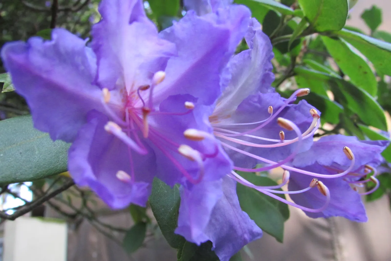 Blue Rhododendron (Rhododendron Augustinii) — or as a specimen plant.<br><br>One of the most enchanting aspects of R; each truss can carry between, image 69