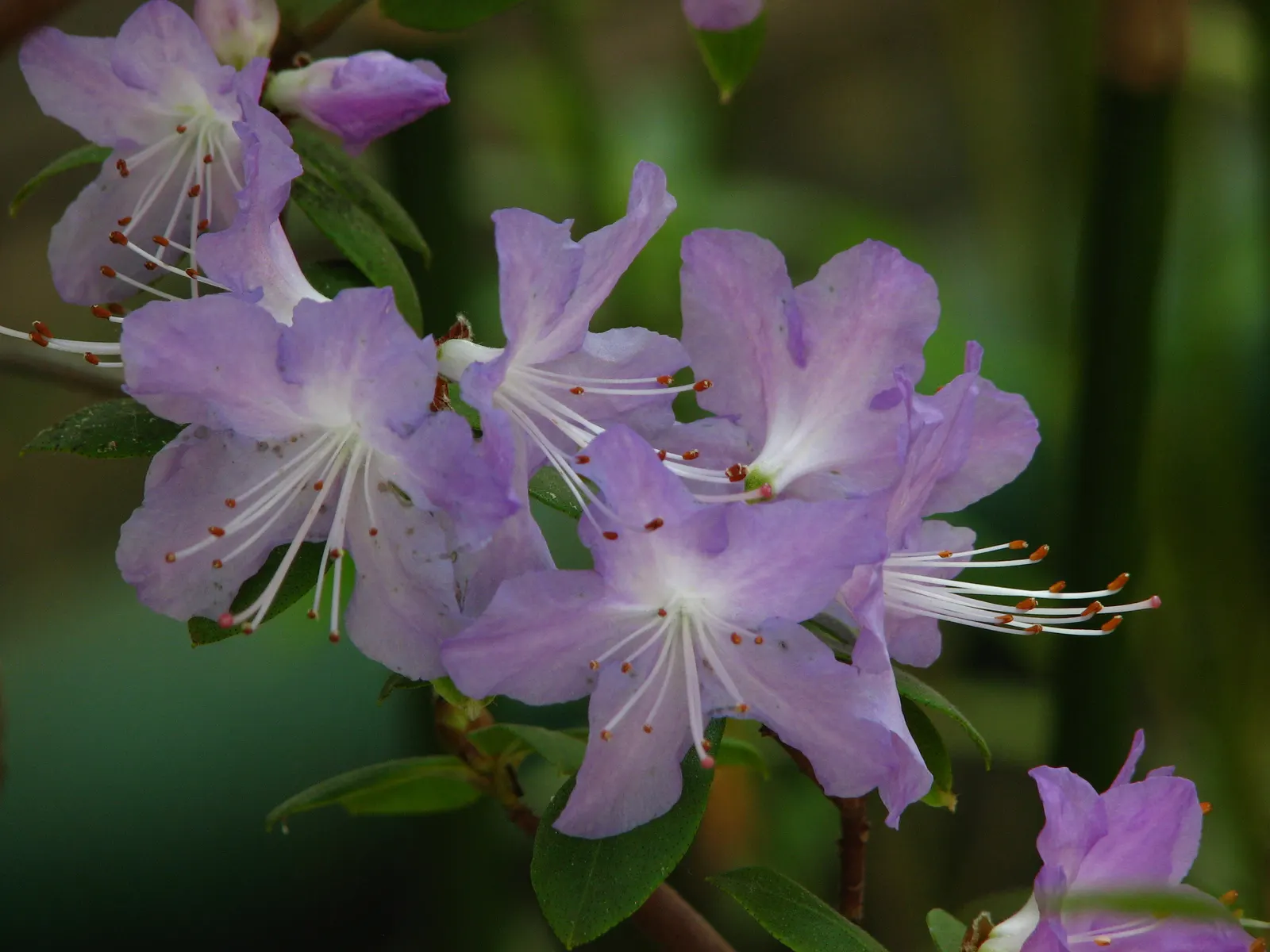 Blue Rhododendron (Rhododendron Augustinii) — Perfect for woodland gardens, its spring bloom adds a serene splash of color