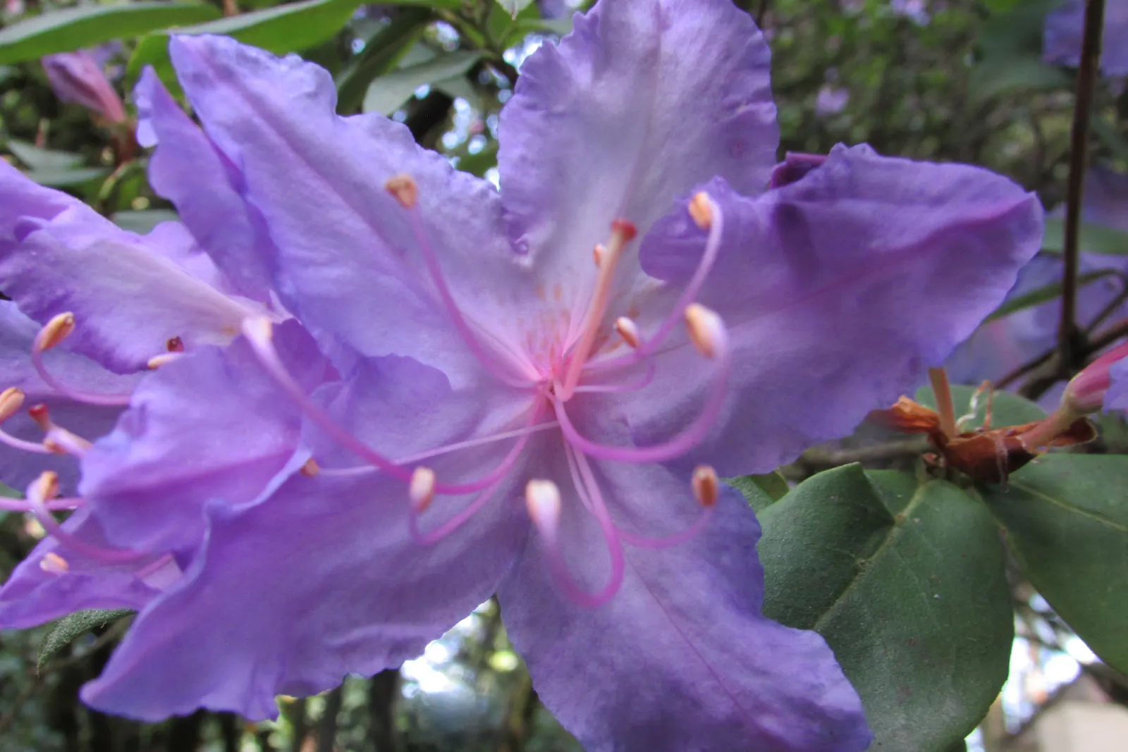 Blue Rhododendron (Rhododendron Augustinii) — making it suitable for a variety of temperate regions; regular watering and protection from harsh winds will keep