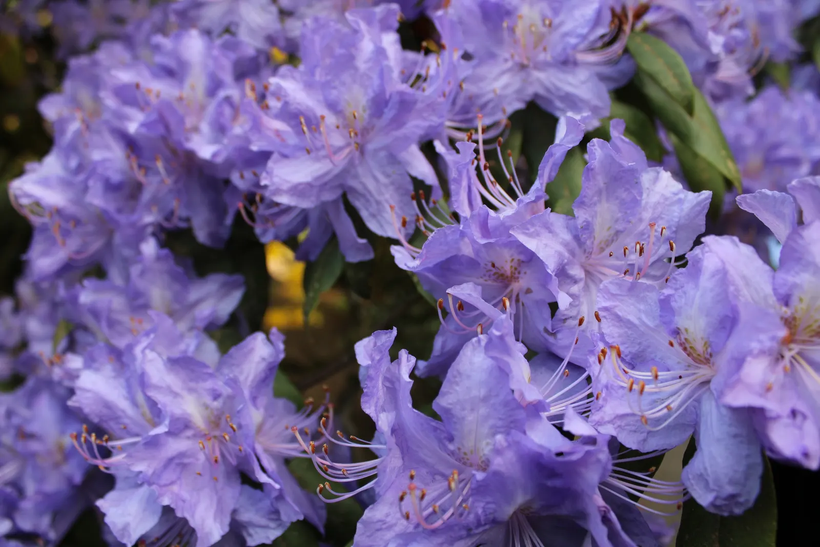 Blue Rhododendron (Rhododendron Augustinii) — while providing the acidic conditions this rhododendron favors.<br><br>When designing with R
