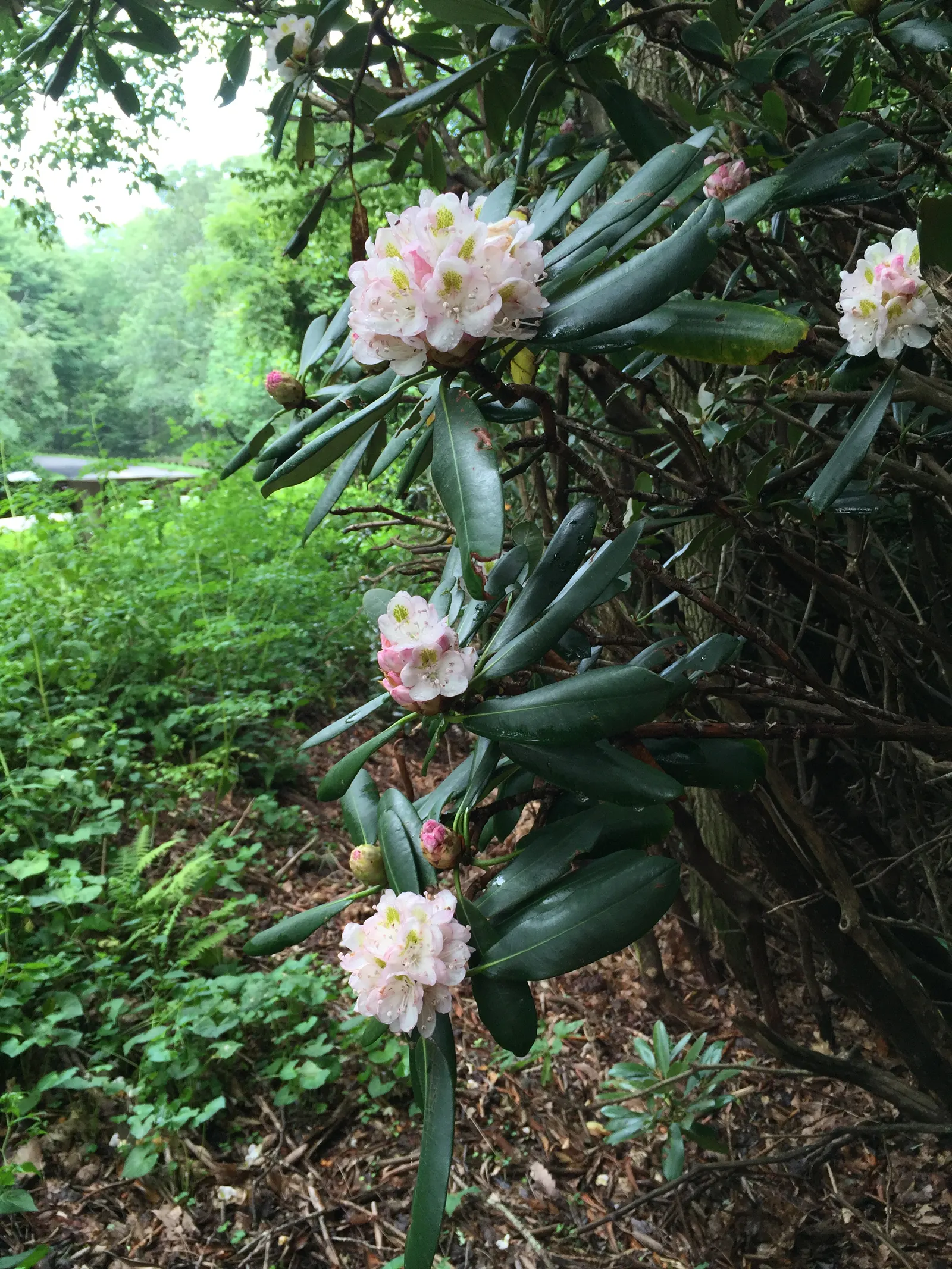 Blue Rhododendron (Rhododendron Augustinii) — The flowers are tubular to bell-shaped; prized for its clusters of vibrant blue to lavender flowers, image 71