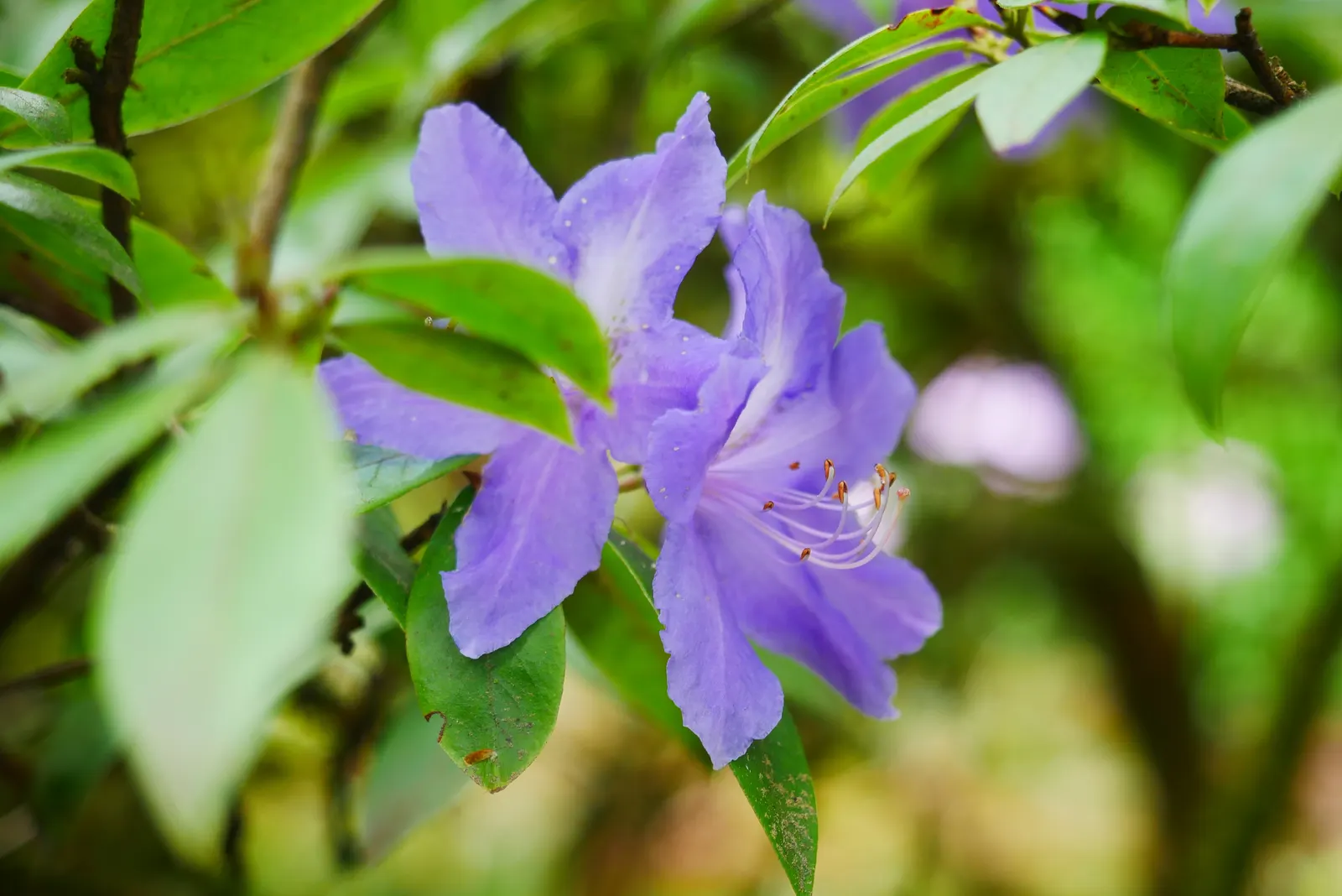 Blue Rhododendron (Rhododendron Augustinii) — with a length of about 2 to 4 inches and a deep; shrub for half or shade, image 75