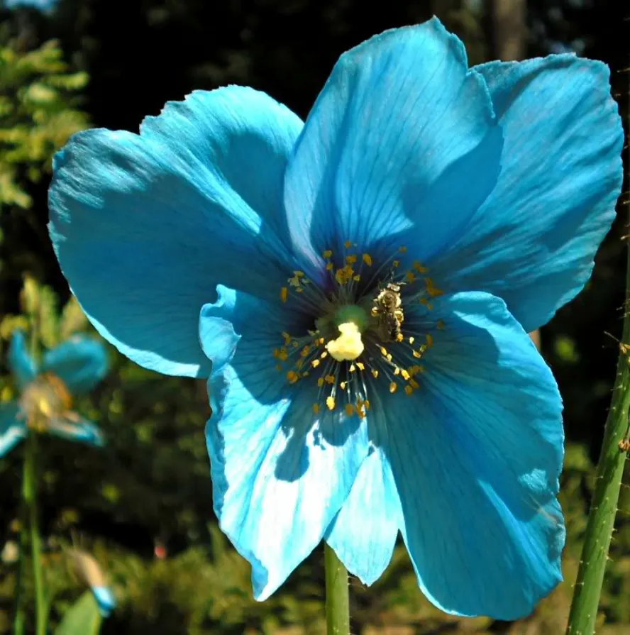 Blue Rhododendron (Rhododendron Augustinii) — setting it apart from other Rhododendron varieties, image 44
