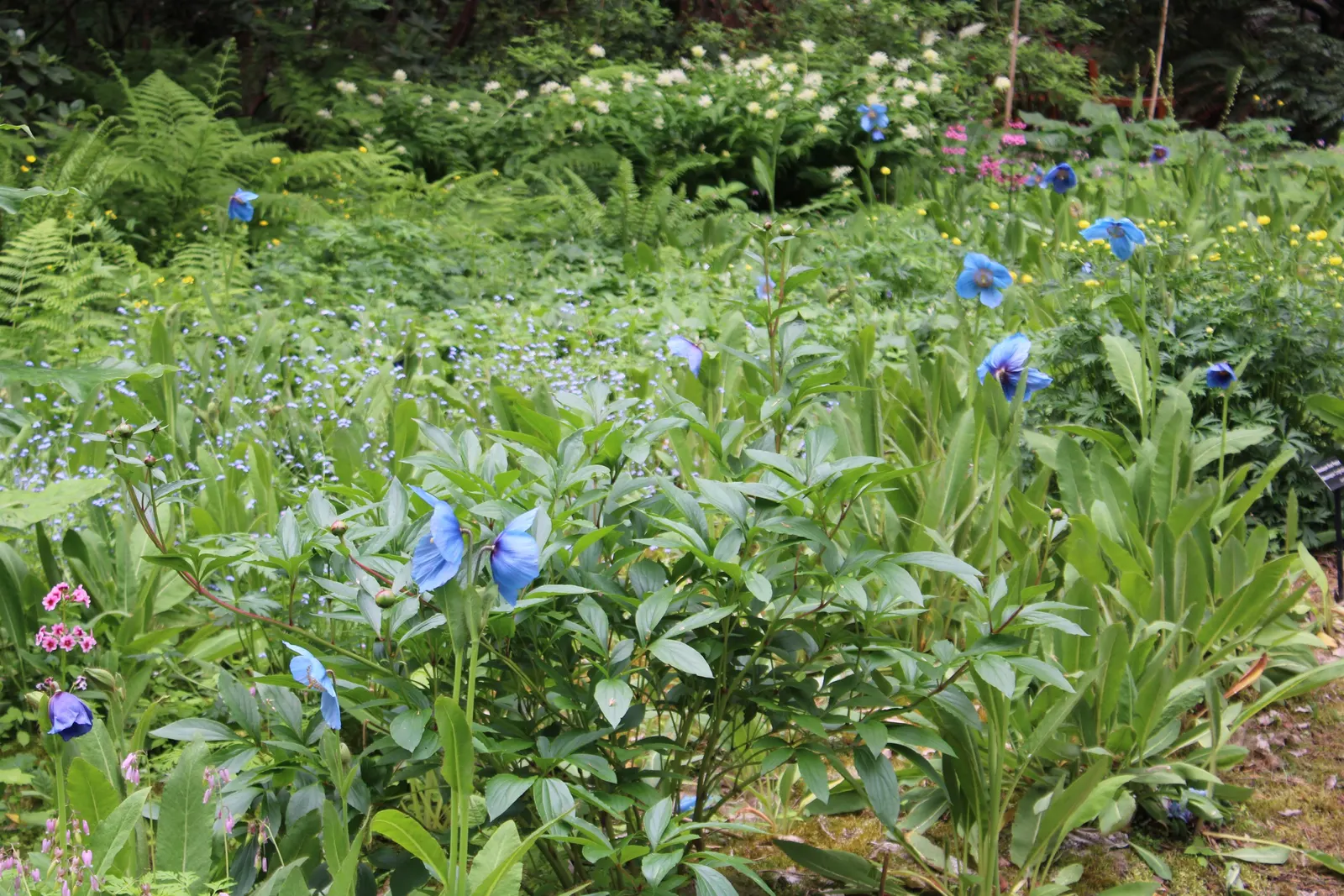 Blue Rhododendron (Rhododendron Augustinii) — renowned for its striking floral display and attractive foliage