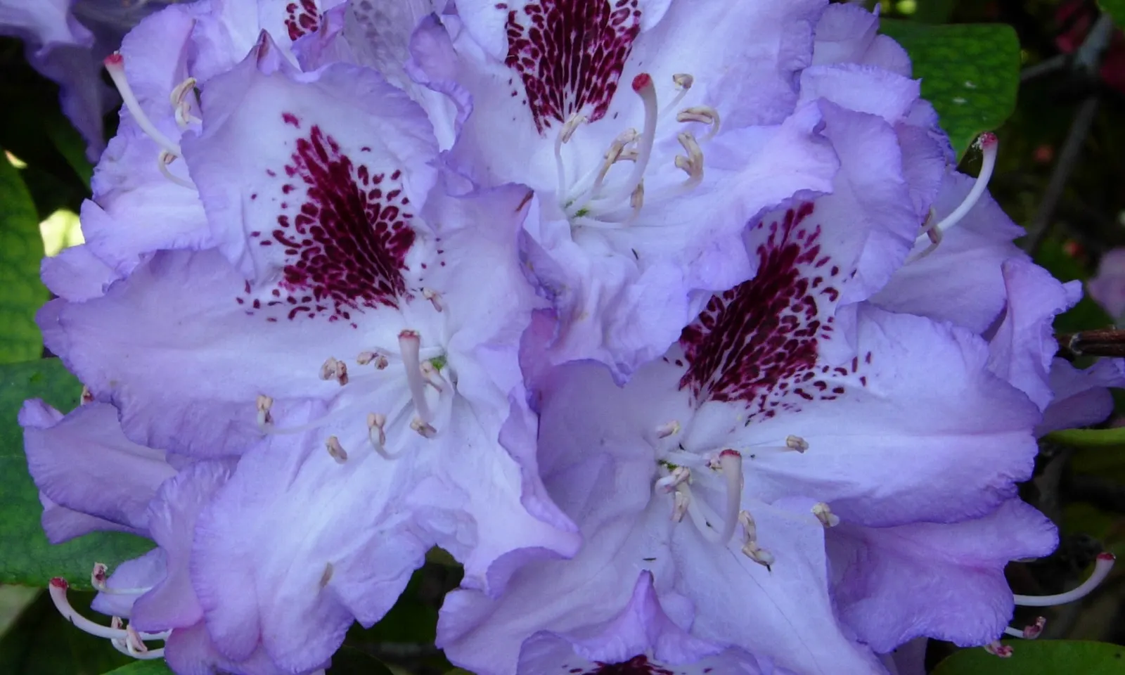 Blue Rhododendron (Rhododendron Augustinii) — though it can tolerate full sun in cooler climates; moist, well-drained, acidic soil is crucial to prevent root
