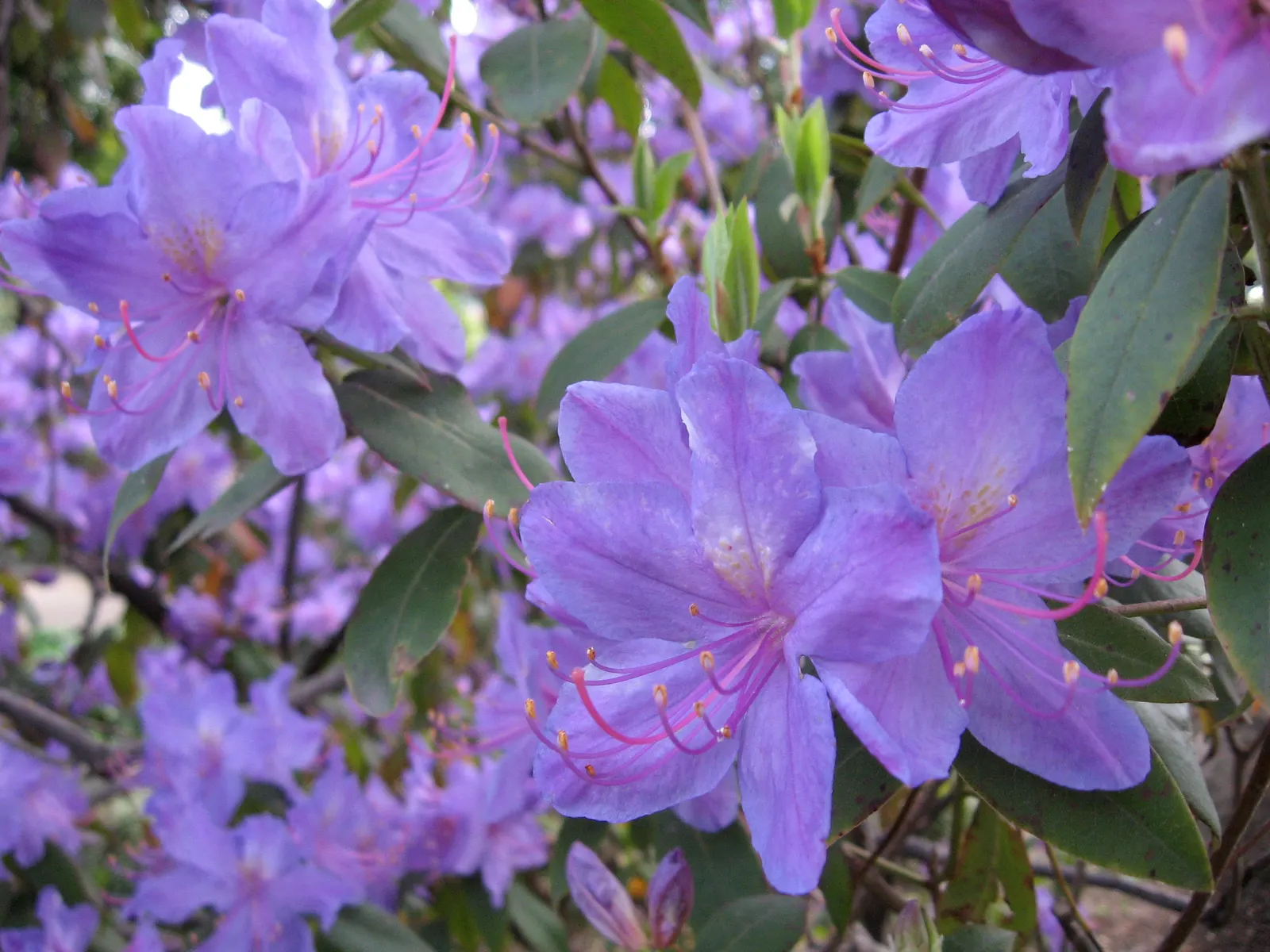 Blue Rhododendron (Rhododendron Augustinii) — Regular watering and protection from harsh winds will keep it flourishing; preferring acidic, image 63