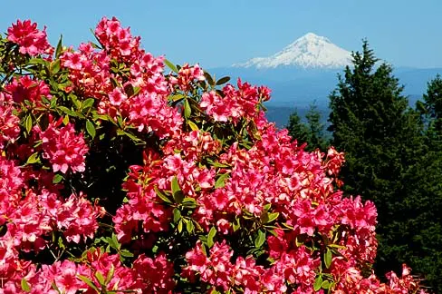 Blue Rhododendron (Rhododendron Augustinii) — Annual mulching with pine needles or bark can help maintain soil moisture and temperature