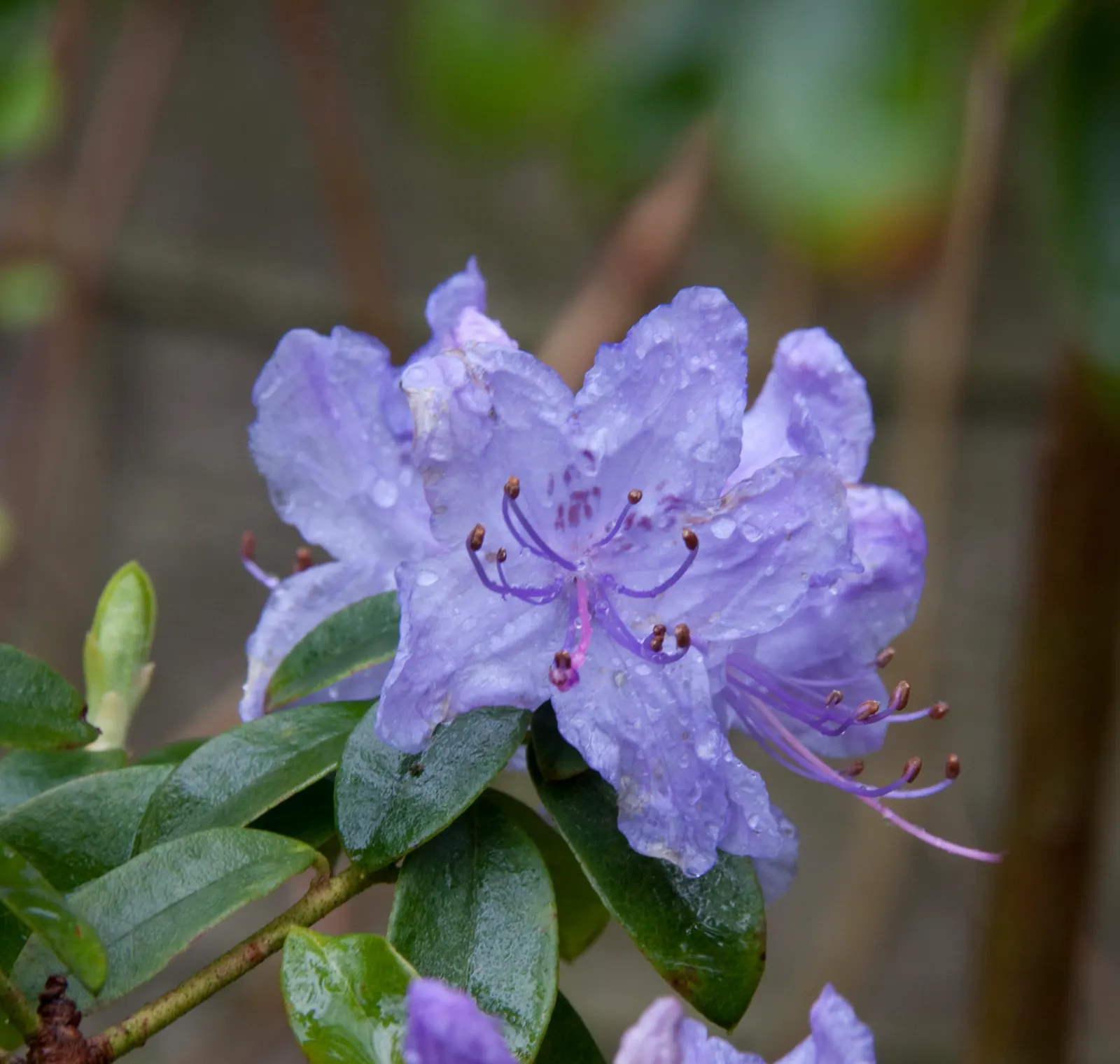 Blue Rhododendron (Rhododendron Augustinii) — augustinii is its blooms, which emerge in mid to late spring; annual mulching with pine needles or bark can help
