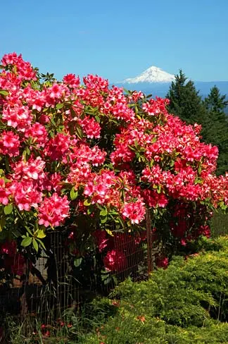 Blue Rhododendron (Rhododendron Augustinii) — These evergreen leaves offer year-round interest.<br><br>For optimal growth