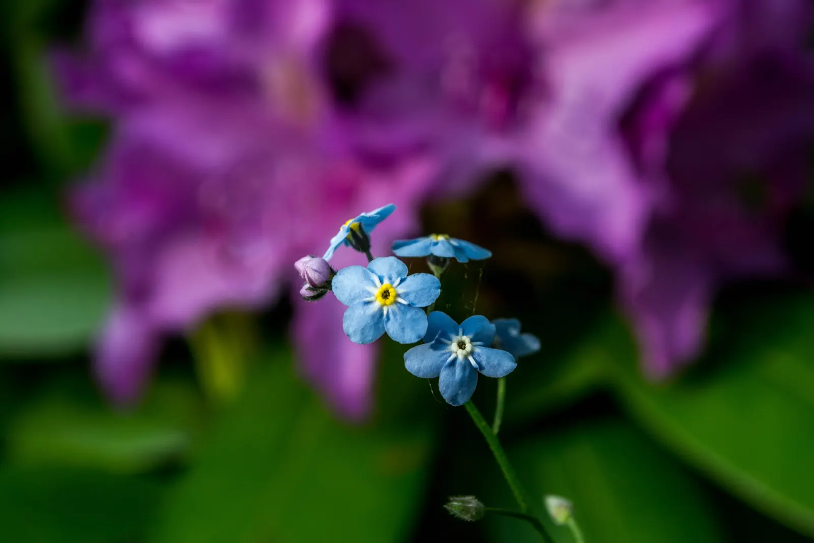 Blue Rhododendron (Rhododendron Augustinii) — renowned for its striking floral display and attractive foliage; while providing the acidic conditions this