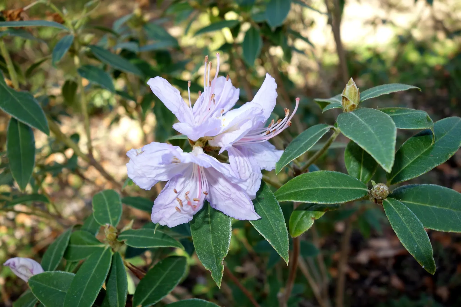 Blue Rhododendron (Rhododendron Augustinii) — Regular watering and protection from harsh winds will keep it flourishing; preferring acidic, well-drained soil