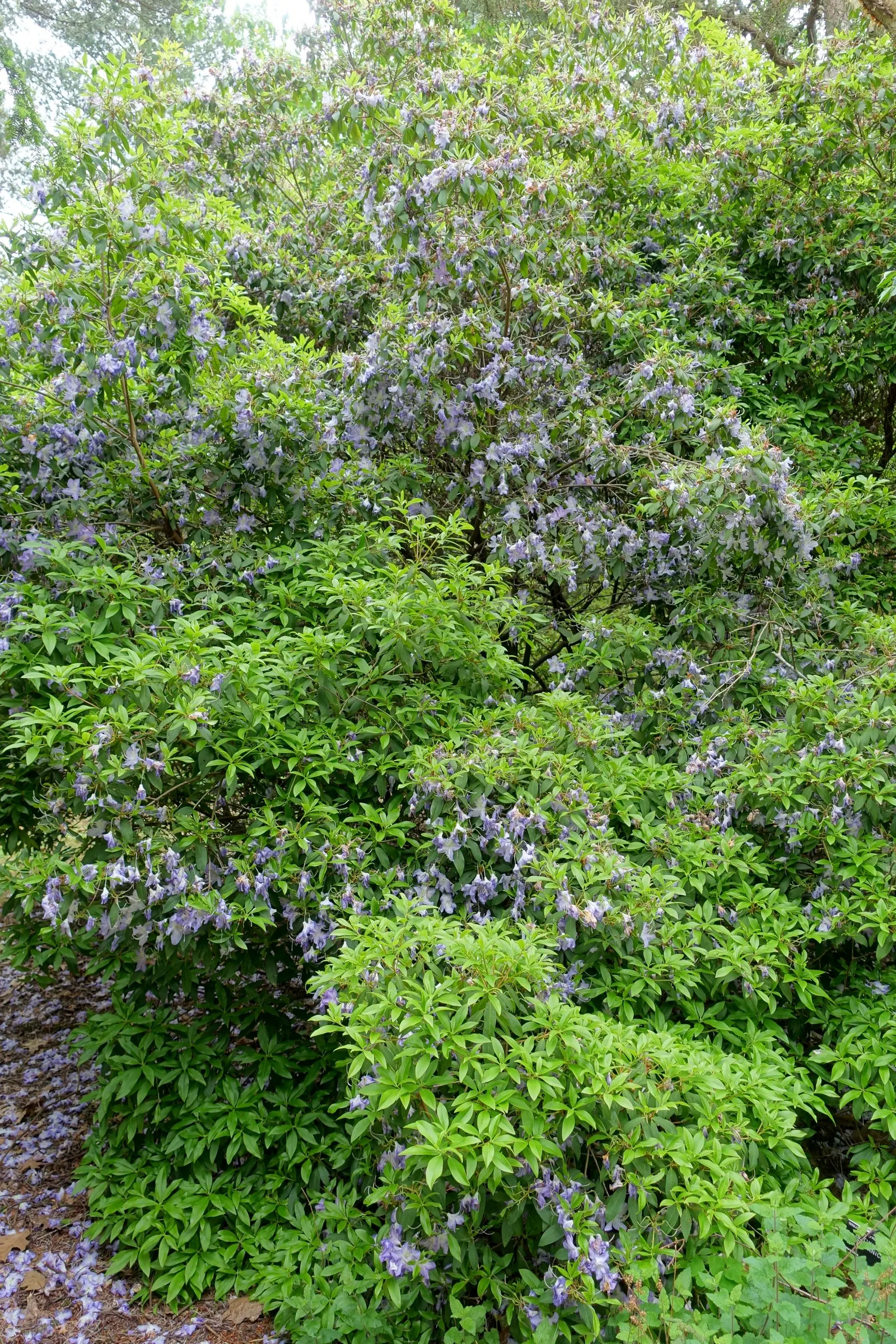 Blue Rhododendron (Rhododendron Augustinii) — making it a versatile shrub for foundation plantings