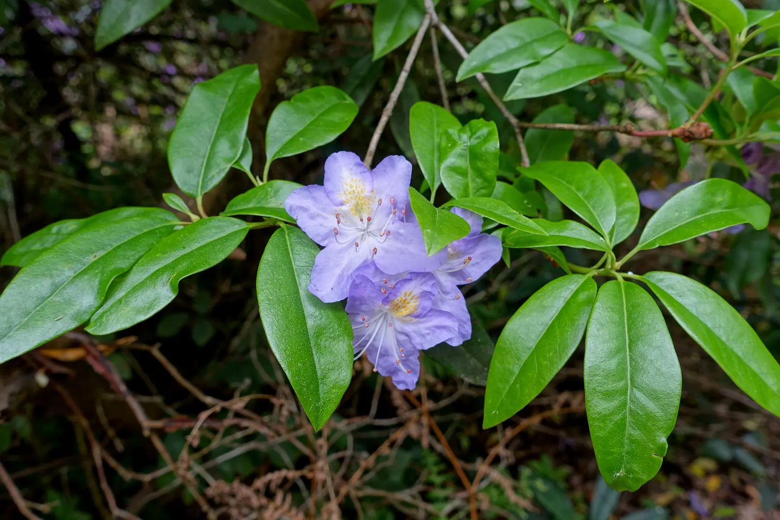 Blue Rhododendron (Rhododendron Augustinii) — This species typically reaches a height of 3 to 6 feet and spreads up to 4 to 5 feet; thriving in partial shade