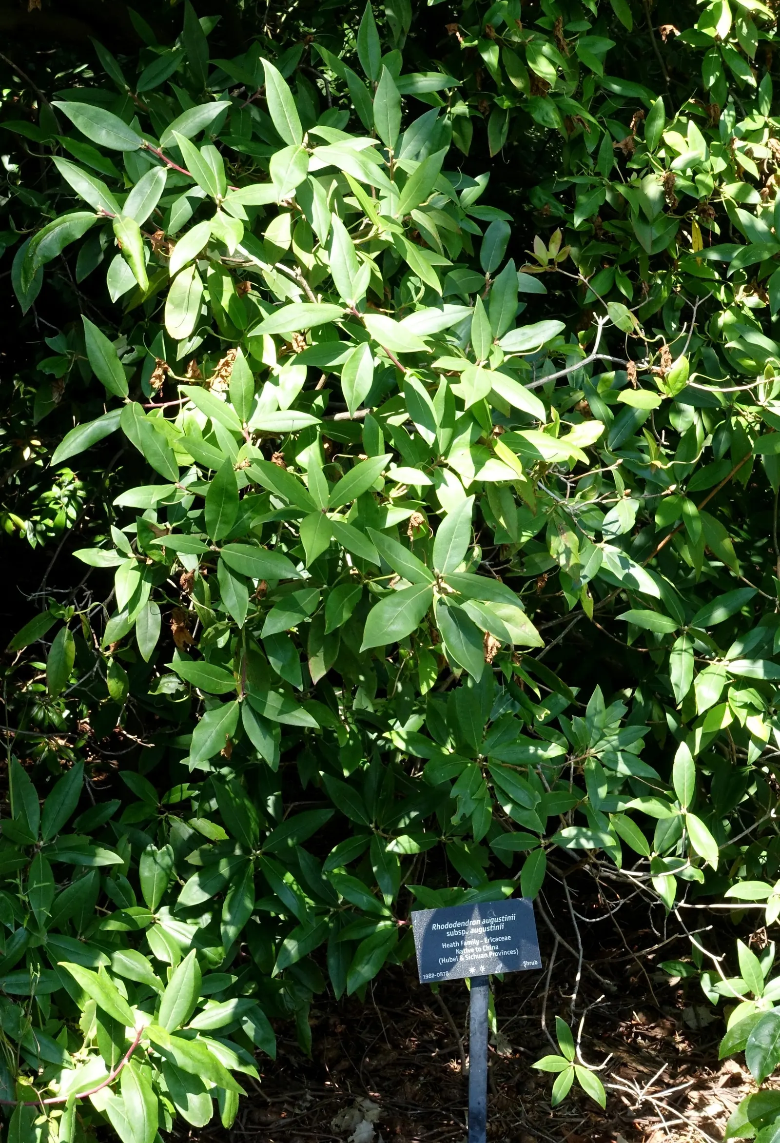 Blue Rhododendron (Rhododendron Augustinii) — Preferring acidic, well-drained soil, this evergreen is hardy in USDA zones 7-9; these evergreen, image 61