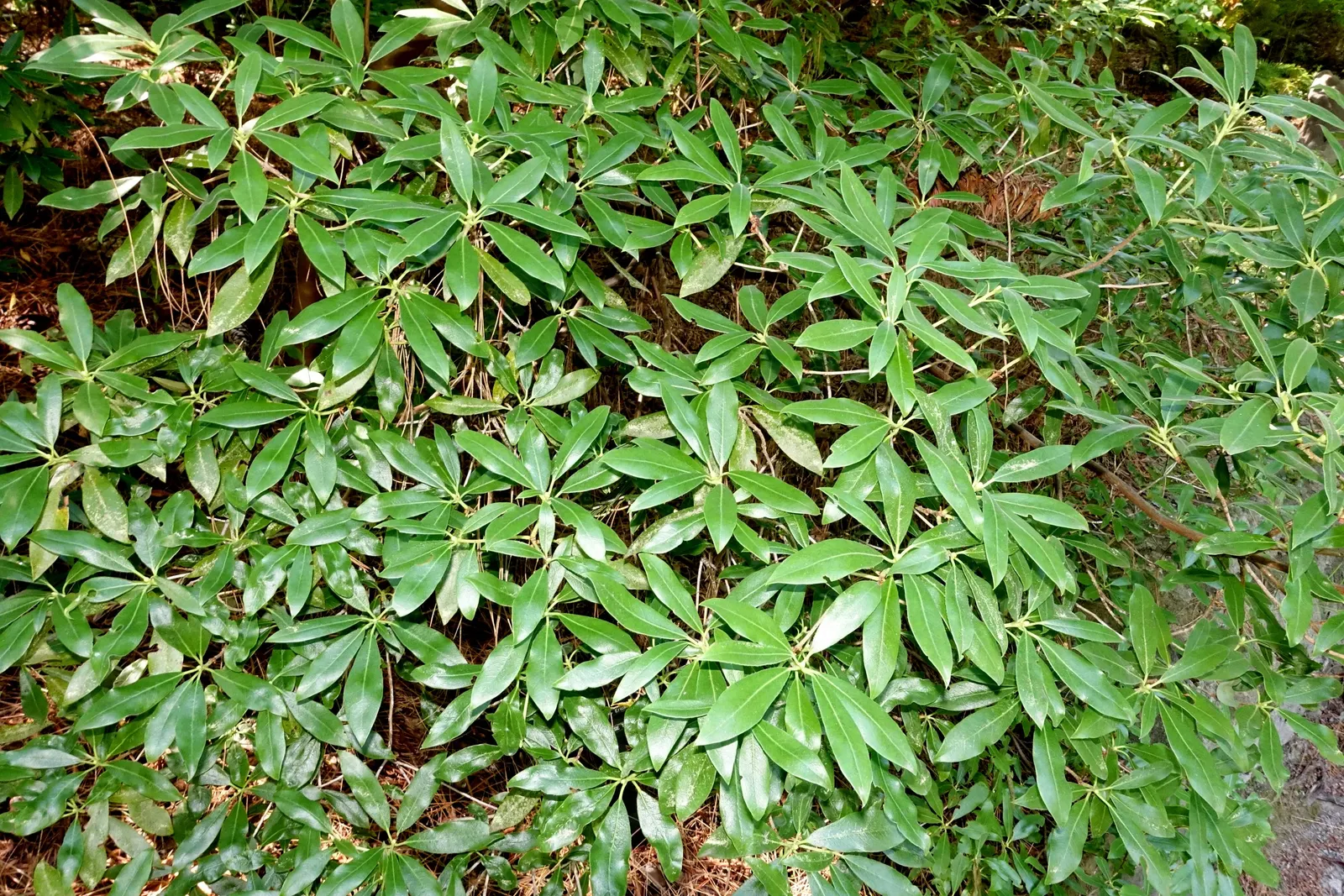 Blue Rhododendron (Rhododendron Augustinii) — it's resilient down to temperatures of 0 to 10 degrees Fahrenheit; blue and lavender flowers in the garden