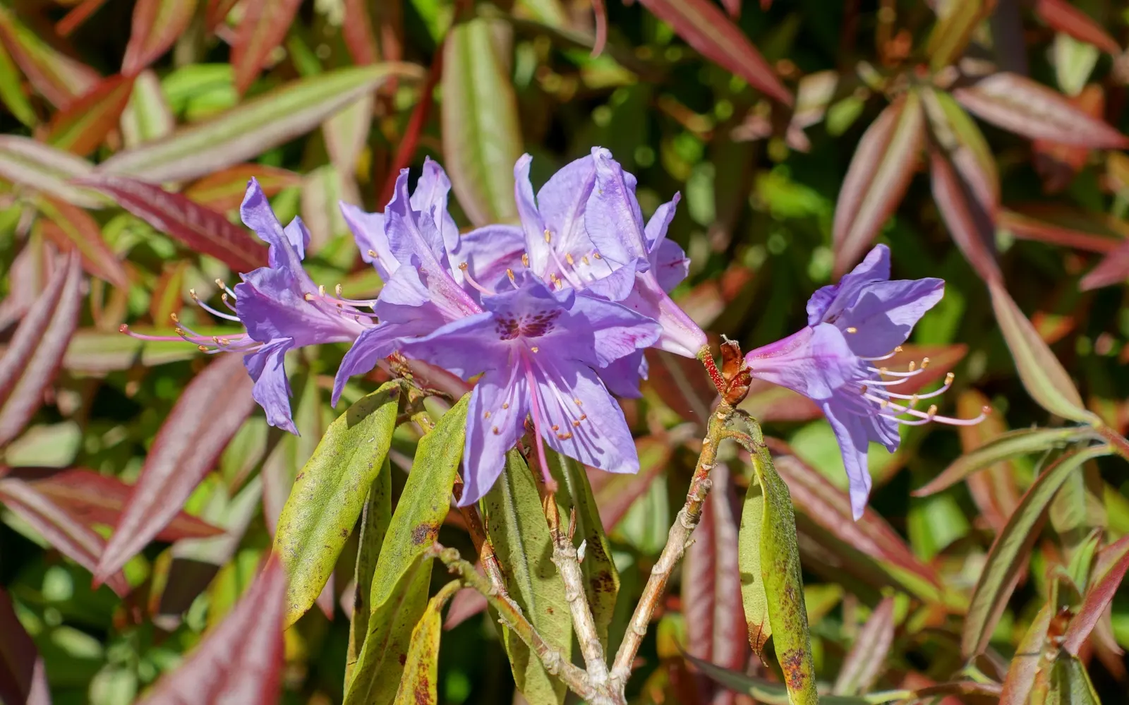 Blue Rhododendron (Rhododendron Augustinii) — Regular watering is needed, especially in the warmer months, but care should be taken to avoid soggy, image 51