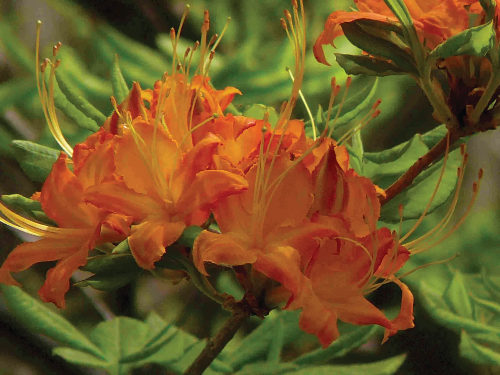 Blue Rhododendron (Rhododendron Augustinii) — Each truss can carry between 10 to 15 blooms