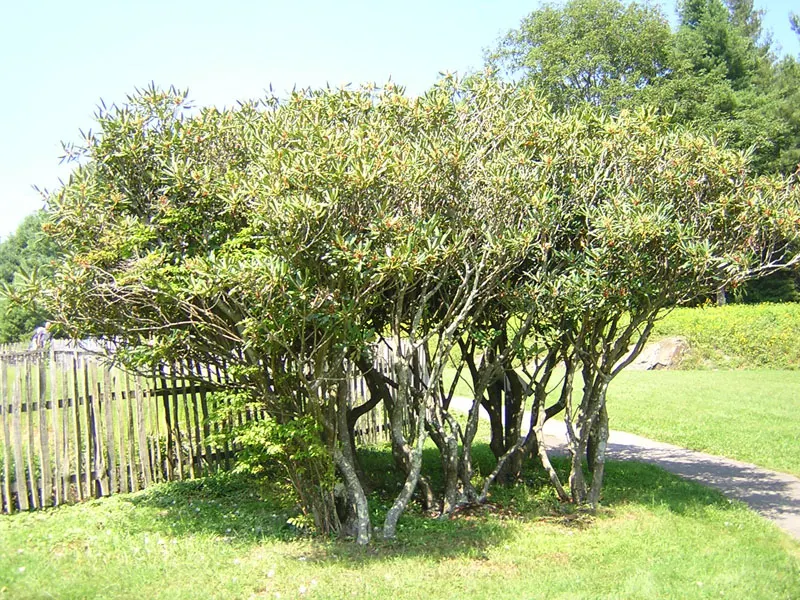 Blue Rhododendron (Rhododendron Augustinii) — it's resilient down to temperatures of 0 to 10 degrees Fahrenheit